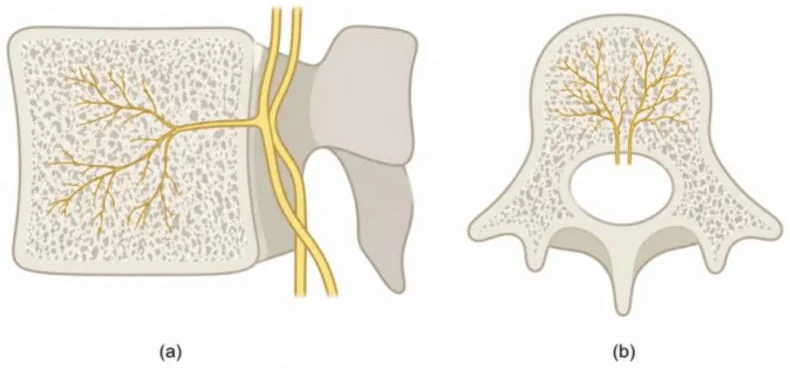 Two drawings of a lumbar vertebra. Left, side view: a yellow nerve enters the back of the vertebral body and branches toward the top and bottom surfaces. Right, view from above: the same nerve branching inside the bone just in front of the spinal canal.